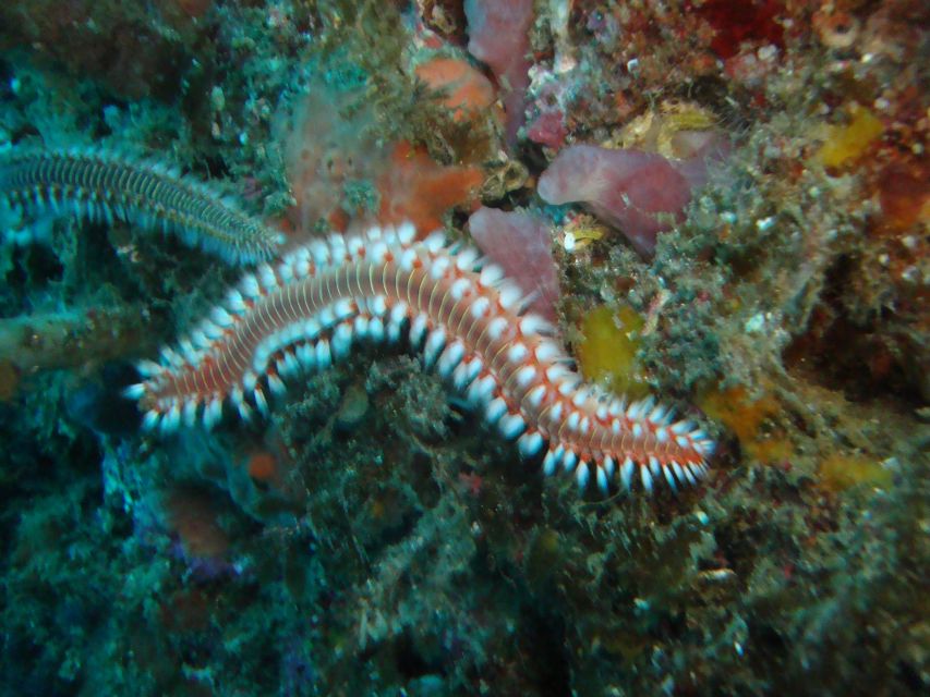Third: Angra Do Heroísmo Scuba Diving Tour With 2 Dives