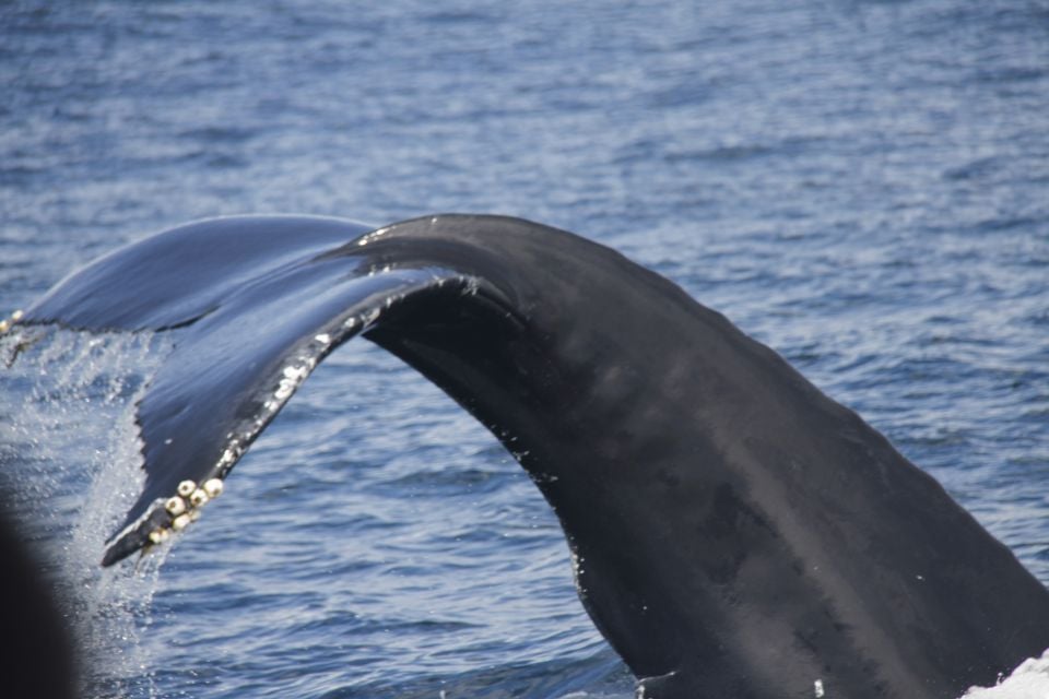 8 Best Dolphin Watching Tours In Sao Miguel Island