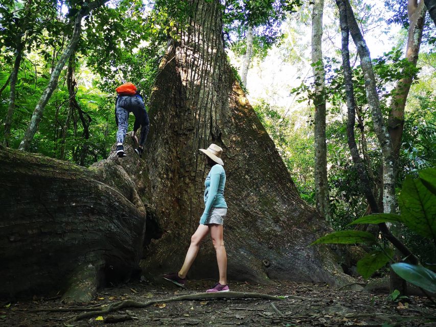 Tikal Sunrise, Archeological Focus and Wildlife Spotting
