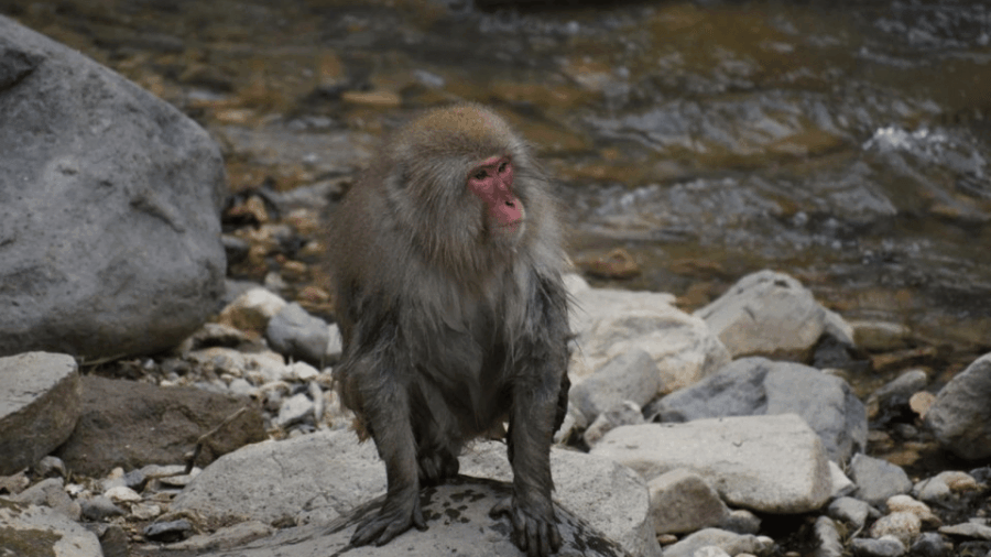 Tokyo: Snow Monkey Park & Zenkoji Temple Private Day Tour - Itinerary