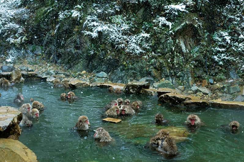 Tokyo to Nagano: Snow Monkey Park and Zenkoji Temple