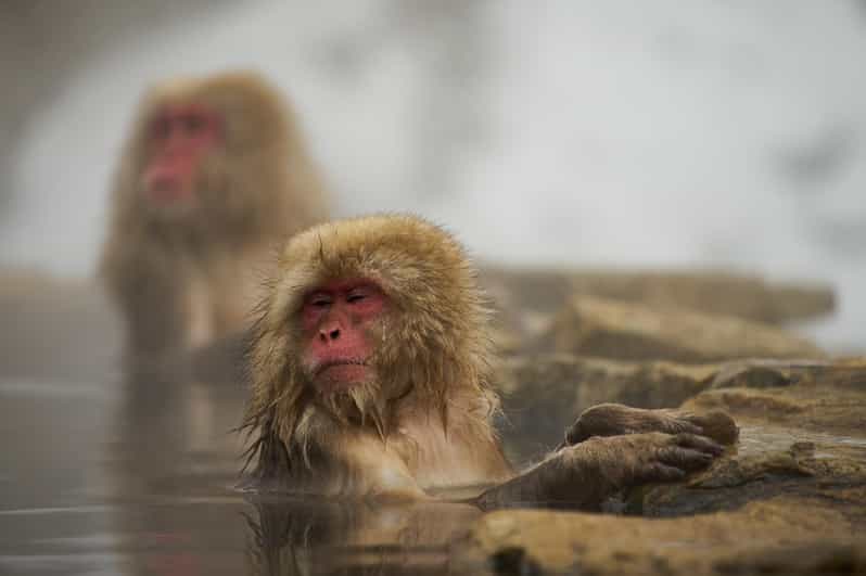 Tokyo to Nagano Snow Monkey Park & Shibu Onsen Private Tour - Tour Details