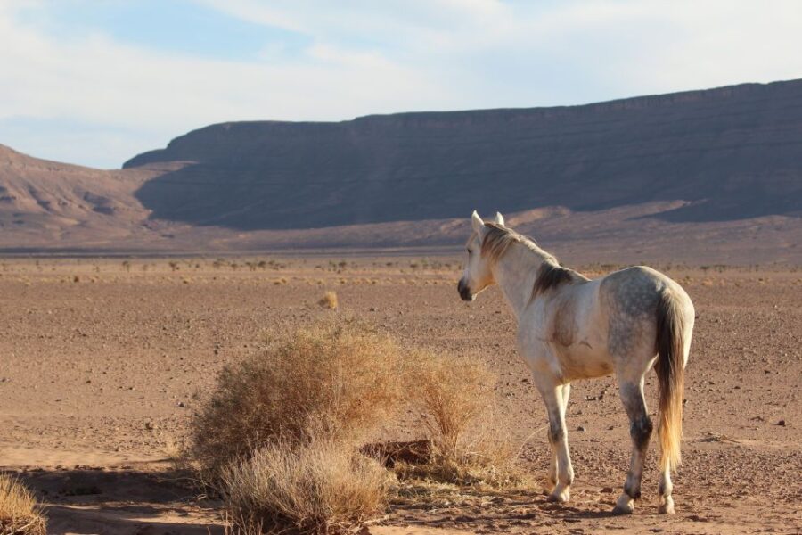 Touareg Desert Horseback Riding in Morocco