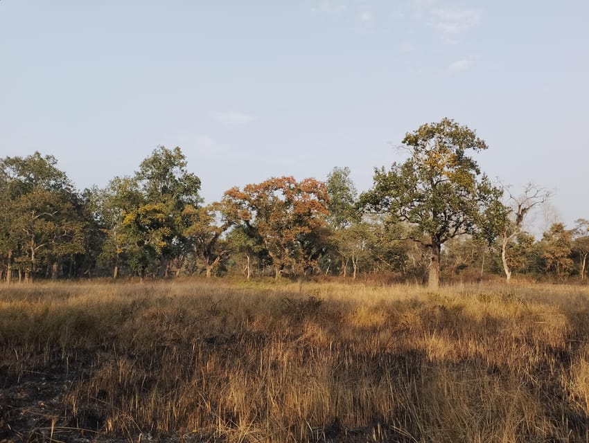 Tower Stay in Chitwan National Park