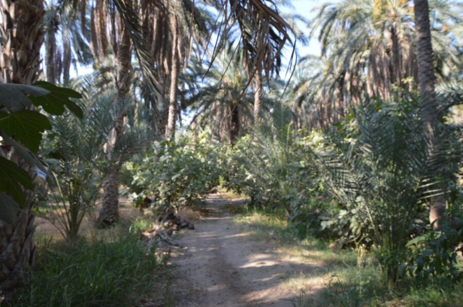 Tozeur: 2-Day Desert Overnight Stay in a Tent & Camel Trek