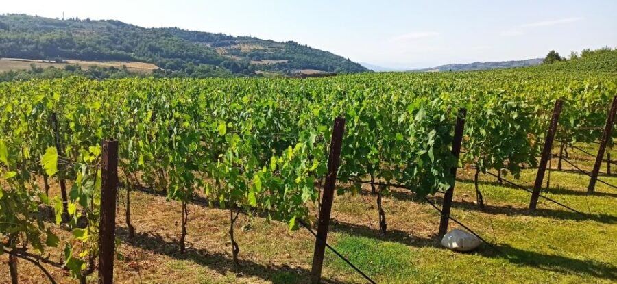 Transfer Siena-Florence With Visit to Chianti and Tasting