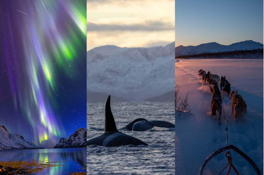 Tromsø 3-Days Whale Watching, Northern Lights & Dog Sledding