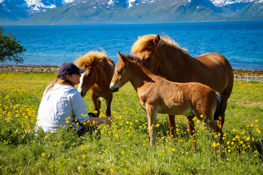 Tromsø: Evening Horseriding Experience - Activity Overview