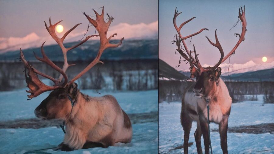 Tromso: Reindeer Sledding With Chance to See Northern Lights