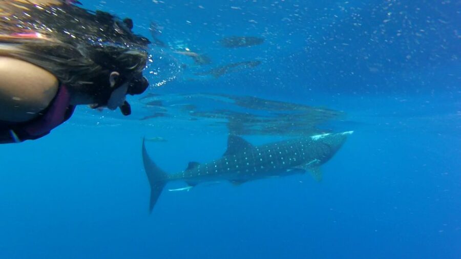 Tulum-Akumal: Swimming With Whale Sharks Tour - Tour Overview
