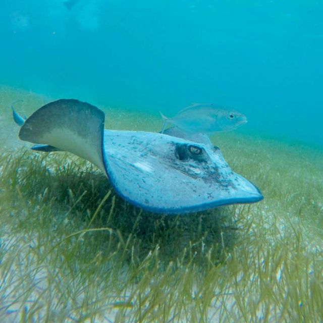 Tulum: Akumal Turtles and Cenote Swim Private Tour