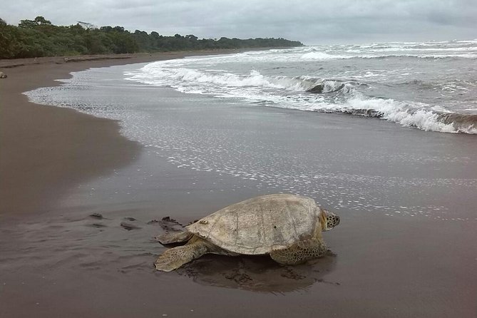 Turtle Tour