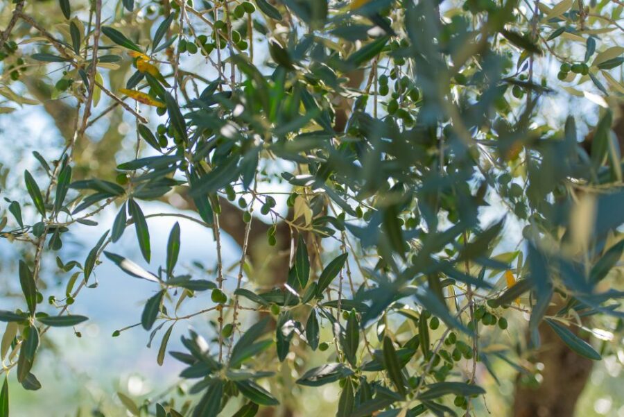 Tuscany: Leonardo Da Vinci – Oil and Wine Discovery Tour - Tour Overview