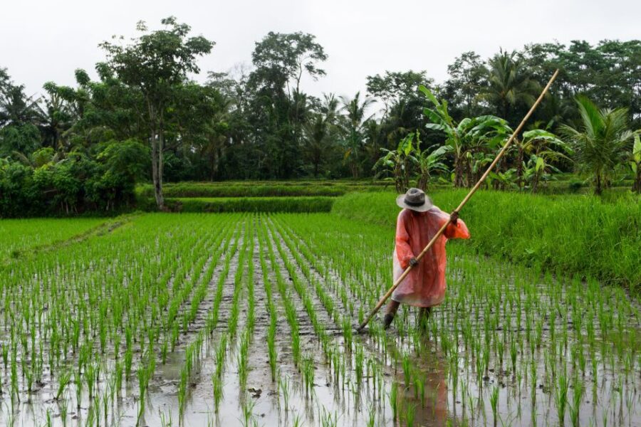 Ubud & Canggu: Rice Terrace, Waterfall & Black Sand Beach