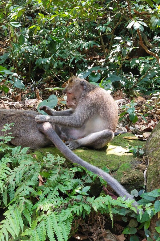 Ubud Culture and Heritage Tour