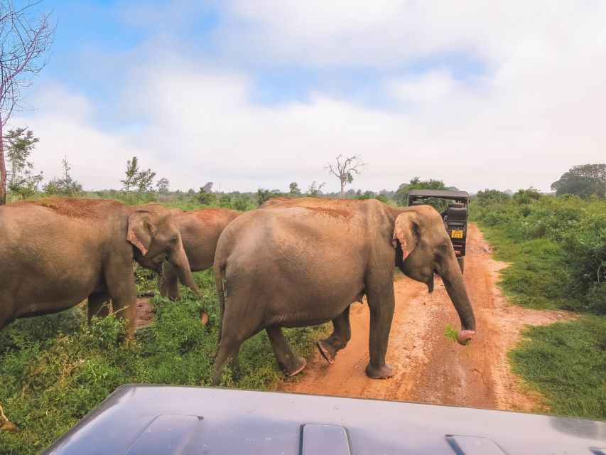 12 Best Safari Tours In Udawalawa National Park