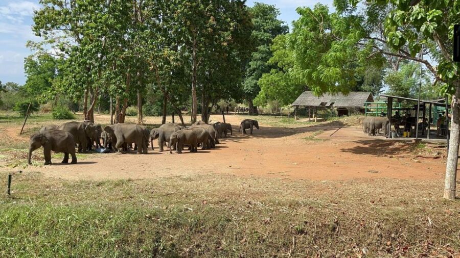 15 Best National Park Tours In Udawalawe Elephant Transit Home