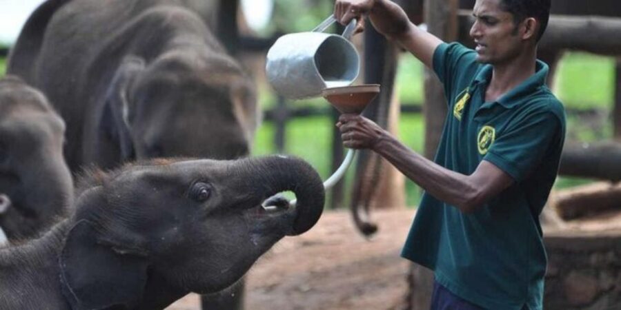 Udawalawe: Safari & Elephant Transit Home Visit With Lunch!