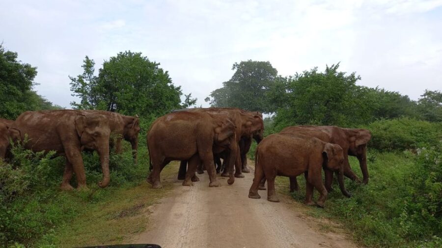 Udawalawe : Udawalawa National Park Half Day Safari Tour