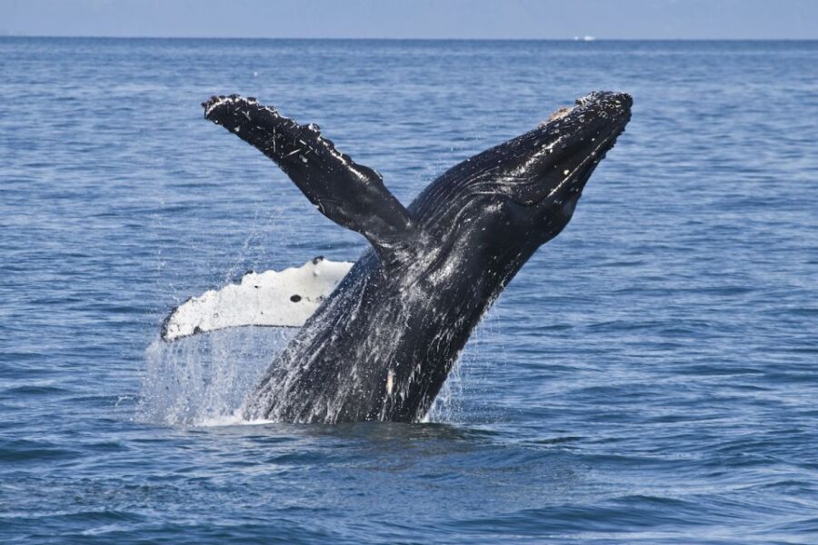 2 Best Cruises And Boat Tours In Valdez