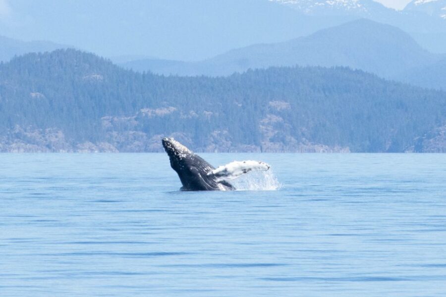 20 Best Whale Watching Experiences In Vancouver Island