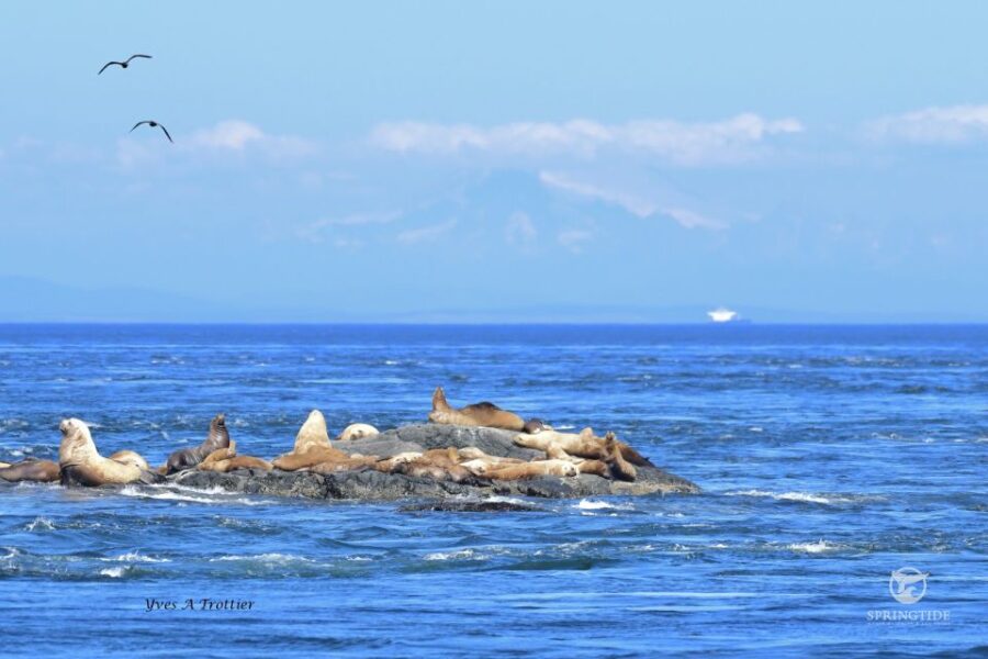 5 Best 3 Hour Tours and Experiences in Victoria British Columbia