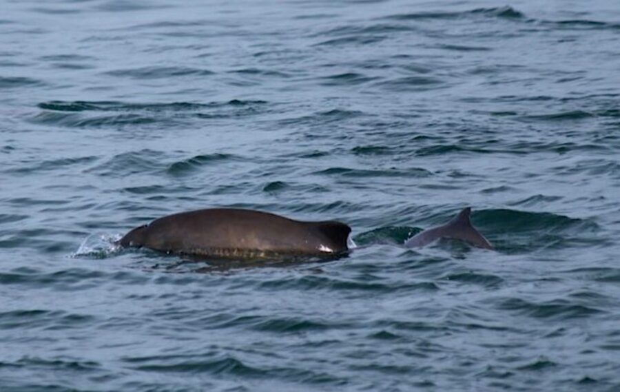18 Best Whale Watching Experiences In Victoria British Columbia