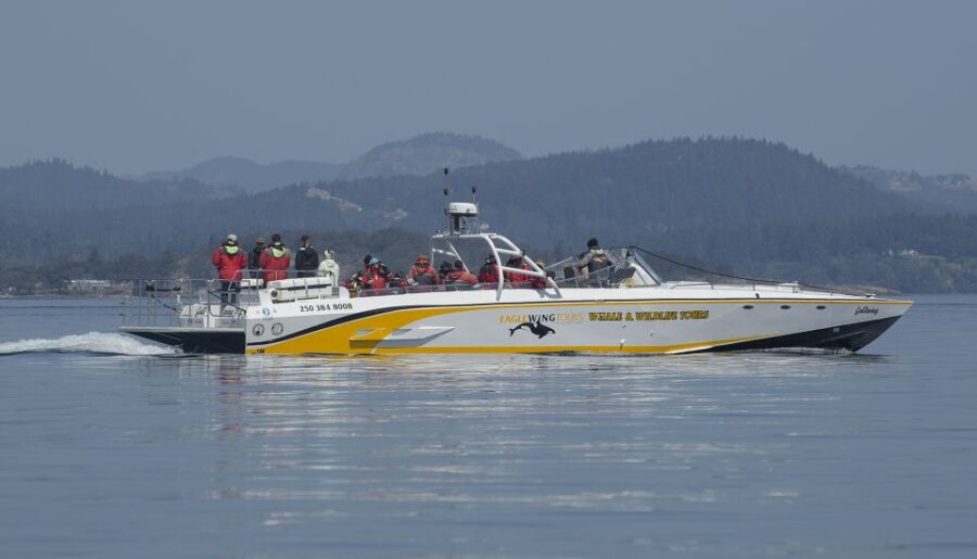 Victoria: Sunset Whale Watching Tour on an Open Scarab Boat