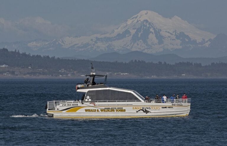 Victoria: Sunset Whale Watching Tour on Semi-Covered Boat