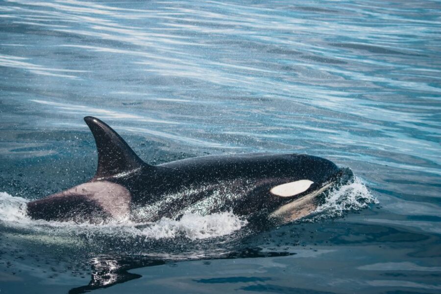 10 Best Cruises And Boat Tours In Victoria British Columbia
