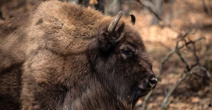 Visit Paleolithic Alive 4×4