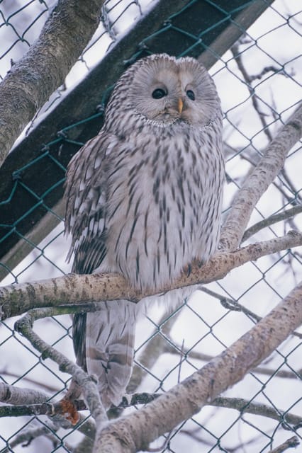 Visit Ranua Zoo With Photographer