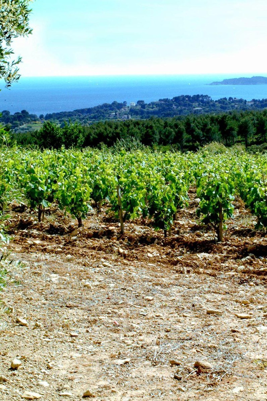 Visit to the Vineyard and Discovery of Bandol Wines