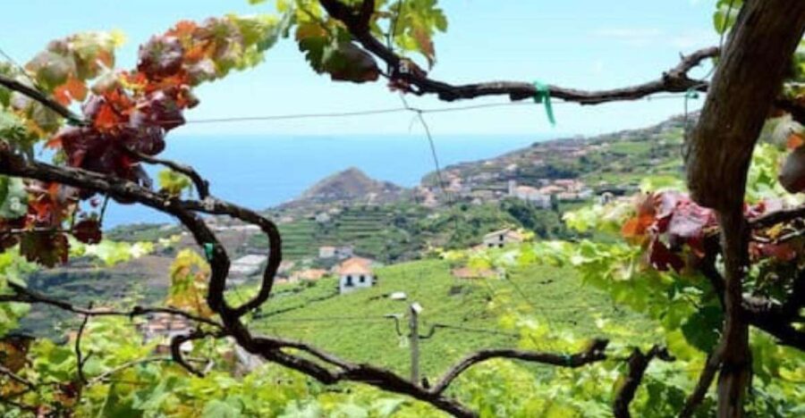 Visiting Local Vineyard With Wine Tasting & Lunch Included