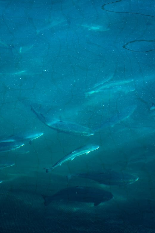 Vist a Fish Farm in Hardanger, Guided Tour, With Rib-Boat. - Activity Overview