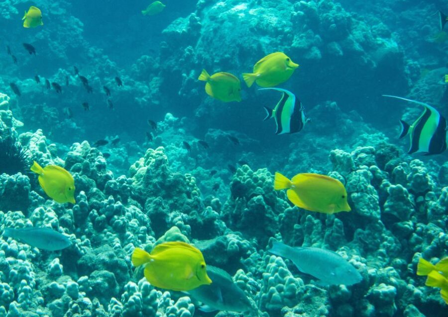 Wailea Beach: Snorkeling Tour for Non-Swimmers & Beginners
