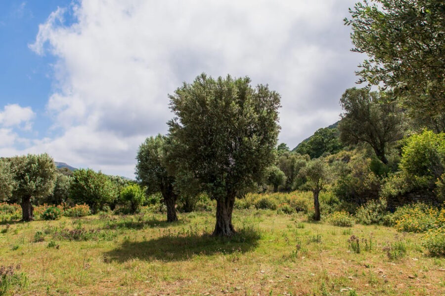 Walk Among the Olive Trees (Private Group Experience) - Activity Overview
