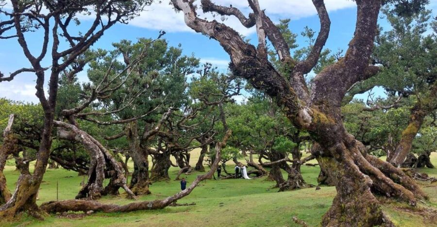 West Madeira:, Laurel Forest, Waterfall, Rock Pools, Walk