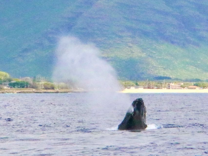 West Oahu: Swim With Dolphins Catamaran Cruise