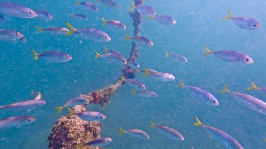 2 Best Scuba Diving Experiences In Miami