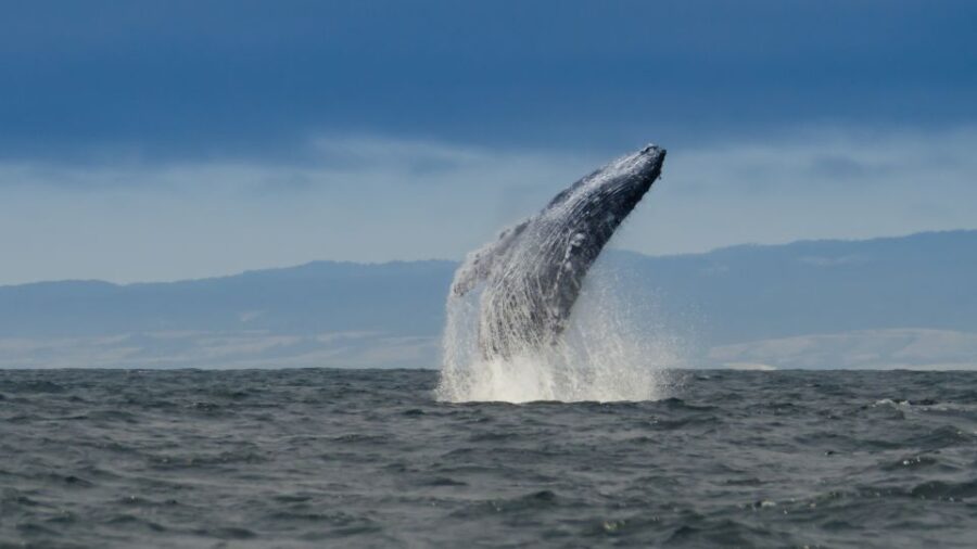 Whale and Wildlife Watching Private and Semi-Private Tours