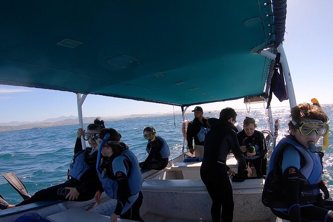 Whale Shark 4 Hour Tour in La Paz - Tour Overview
