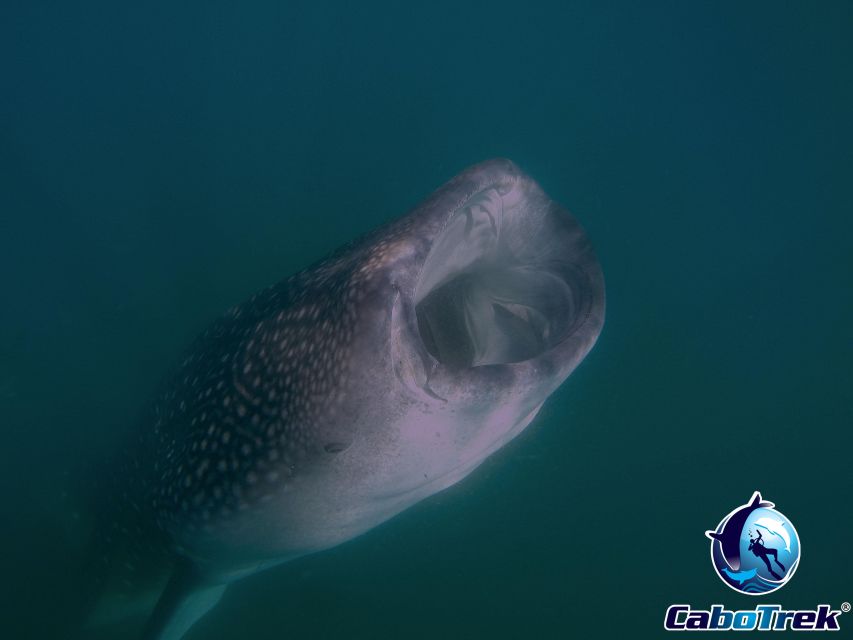 Whale Shark Experience