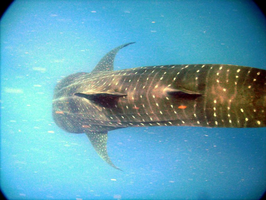 Whale Shark Safari Snorkeling Tour - Activity Details