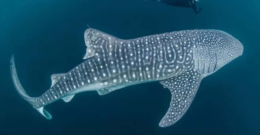 WHALE SHARK TRIP INCLUDE HOTEL 2 DAY 1 NIGHT (STAR LOMBOK)