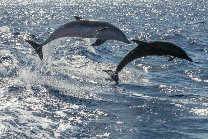 Whale Watching Catamaran to Los Gigantes & Masca (Including Drinks & Warm Lunch)