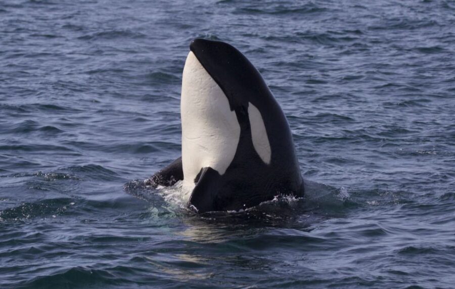 Whale Watching Tour in Victoria, BC
