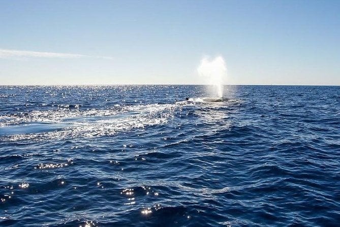 Whale Watching Tour on a Pontoon Experiencing the Most Magical Gift of Nature! - Tour Overview