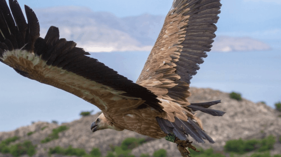 4 Best Tours In Punat