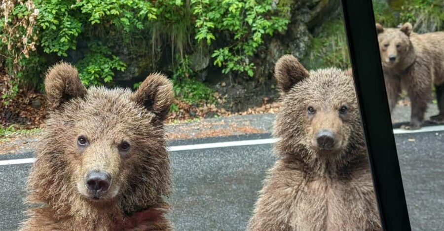 Wild Bears Safari Near Poenari Fortress and Transfăgărășan